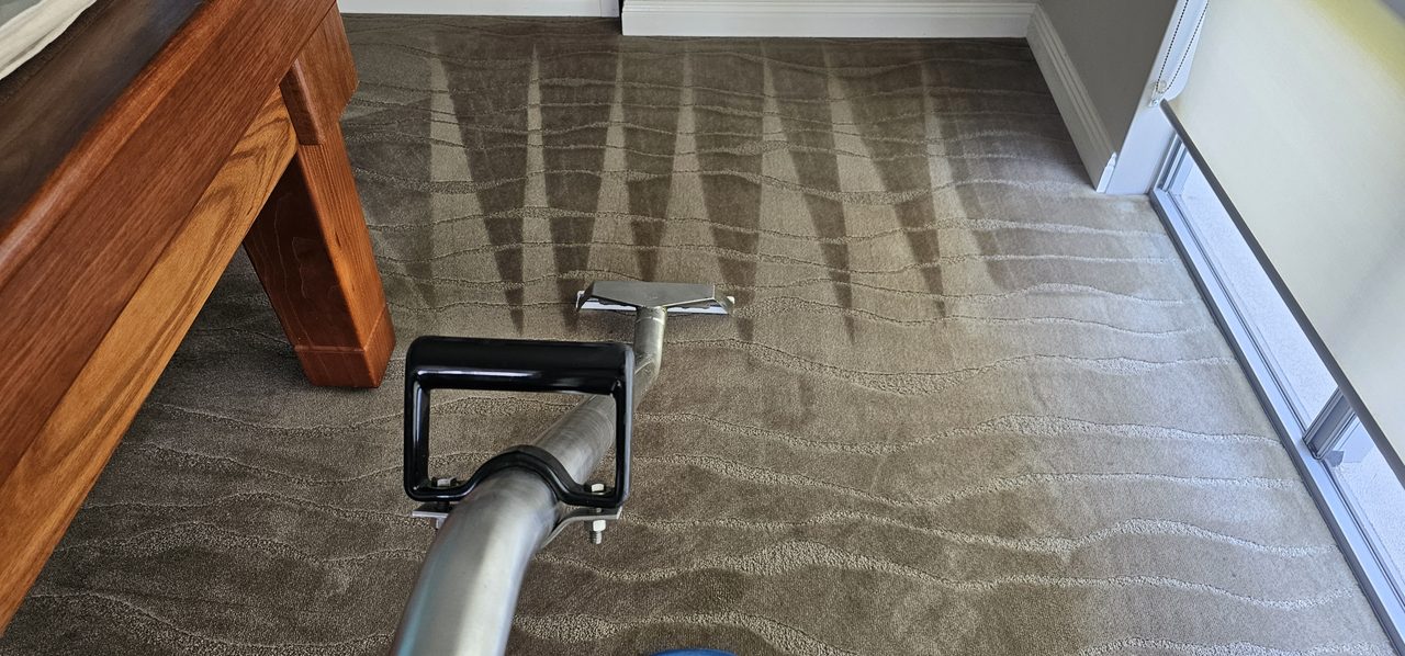 Hot water extraction leaving clean stripes through wool carpet, the care a WoolSafe specialist gives wool in Perth.